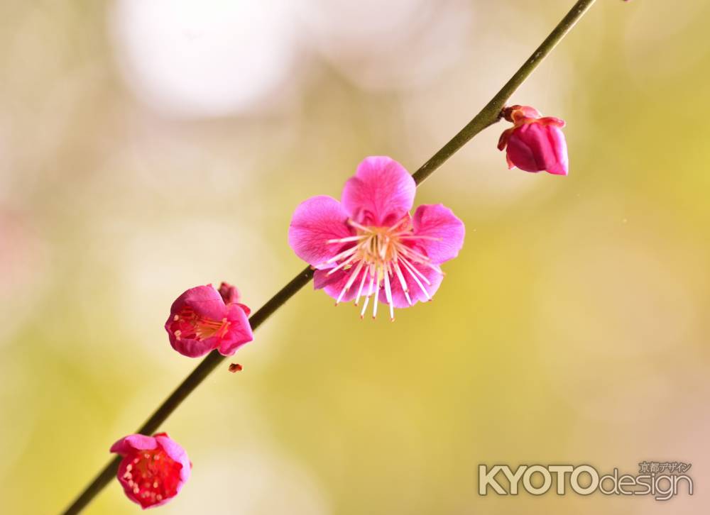 梅宮大社・紅梅