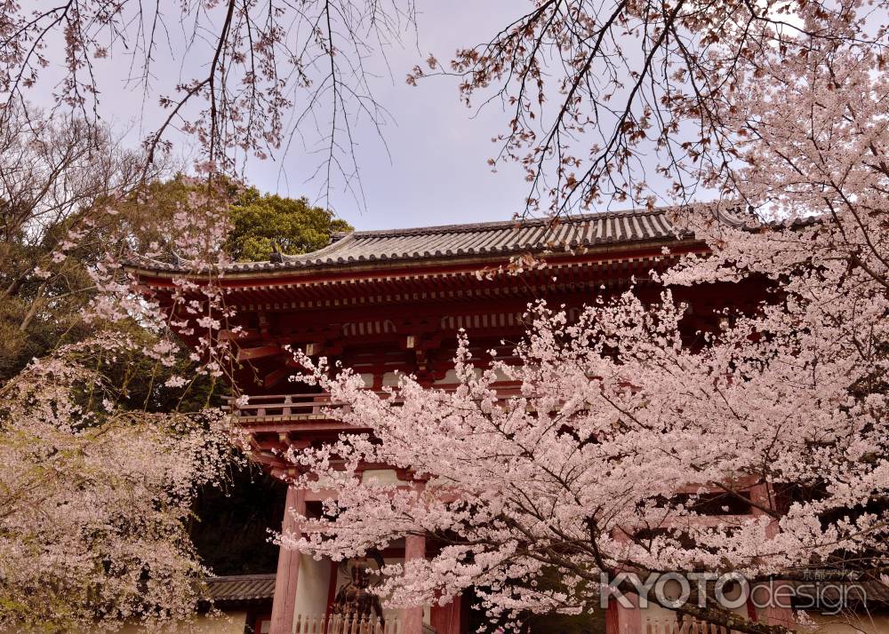 醍醐の桜