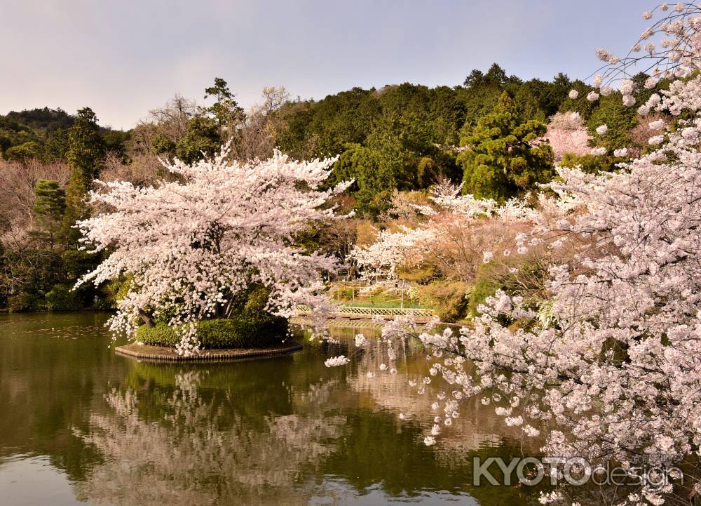 桜・龍安寺鏡容池