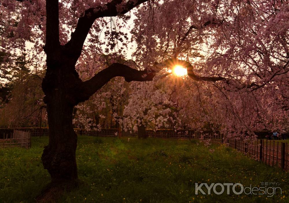 夕暮れ…桜