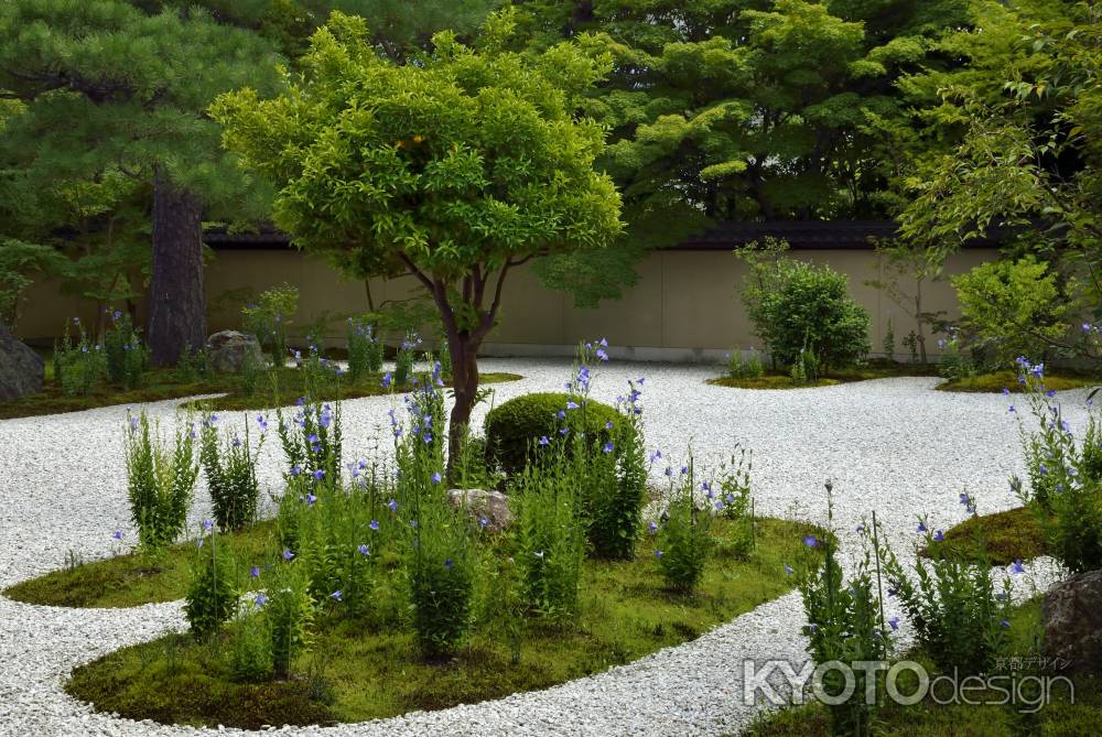 廬山寺・桔梗