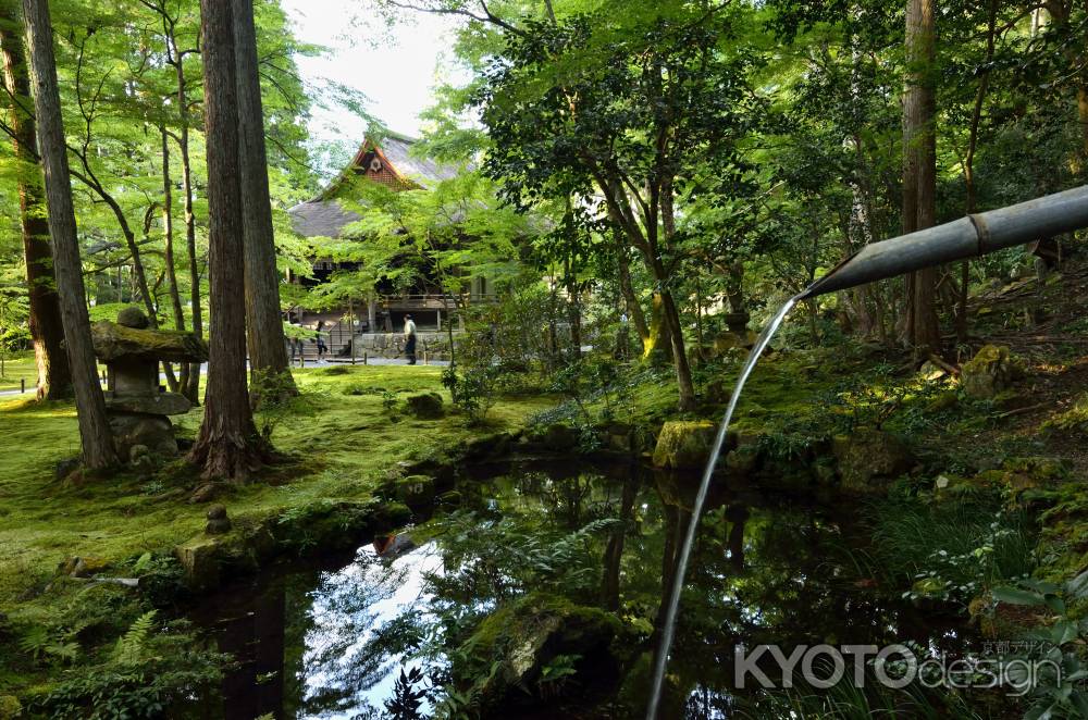 緑の向こうの往生極楽院