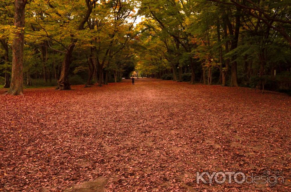 落ち葉の絨毯