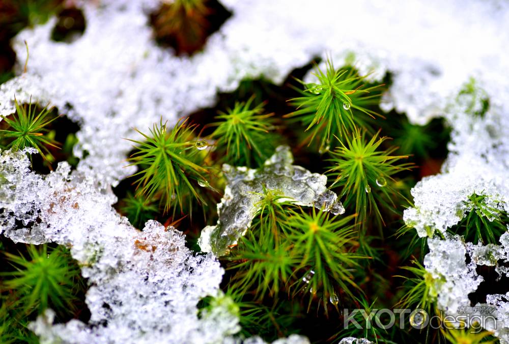 雪にも負けず・・・