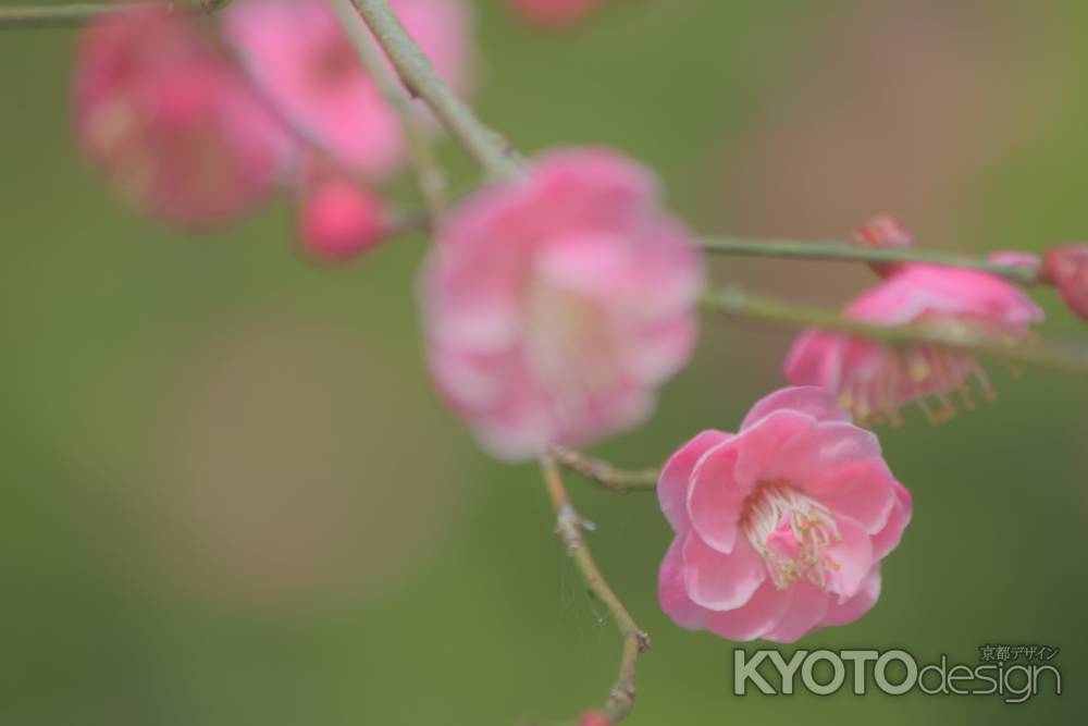 ほんわか・春です