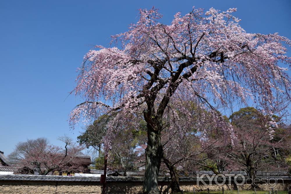 2015醍醐の桜（２）