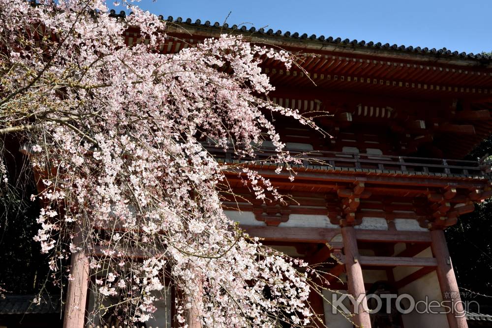 2015醍醐の桜（3）