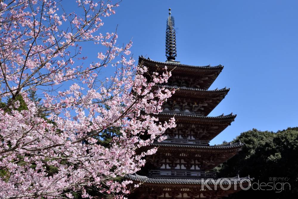 2015醍醐の桜（４）