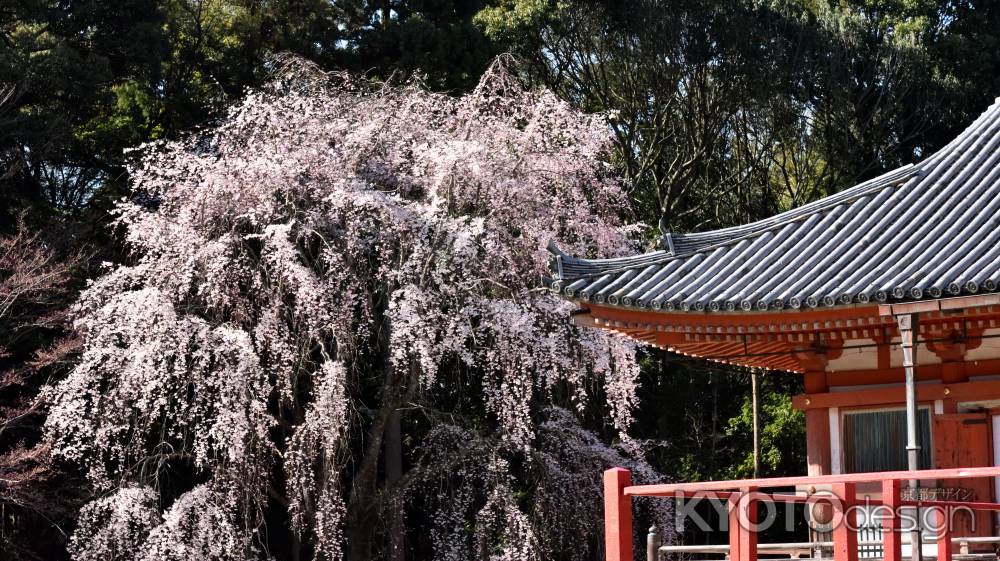 2015醍醐の桜（６）