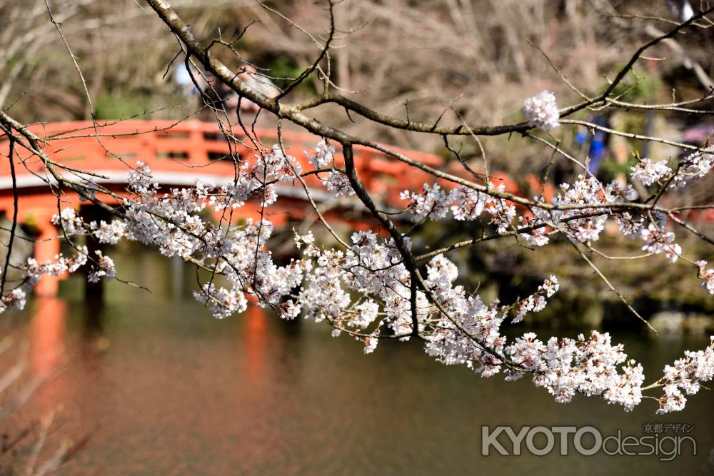 2015醍醐の桜（７）