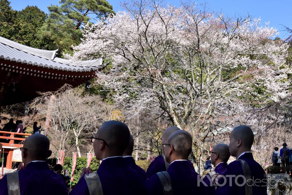 2015醍醐の桜（８）