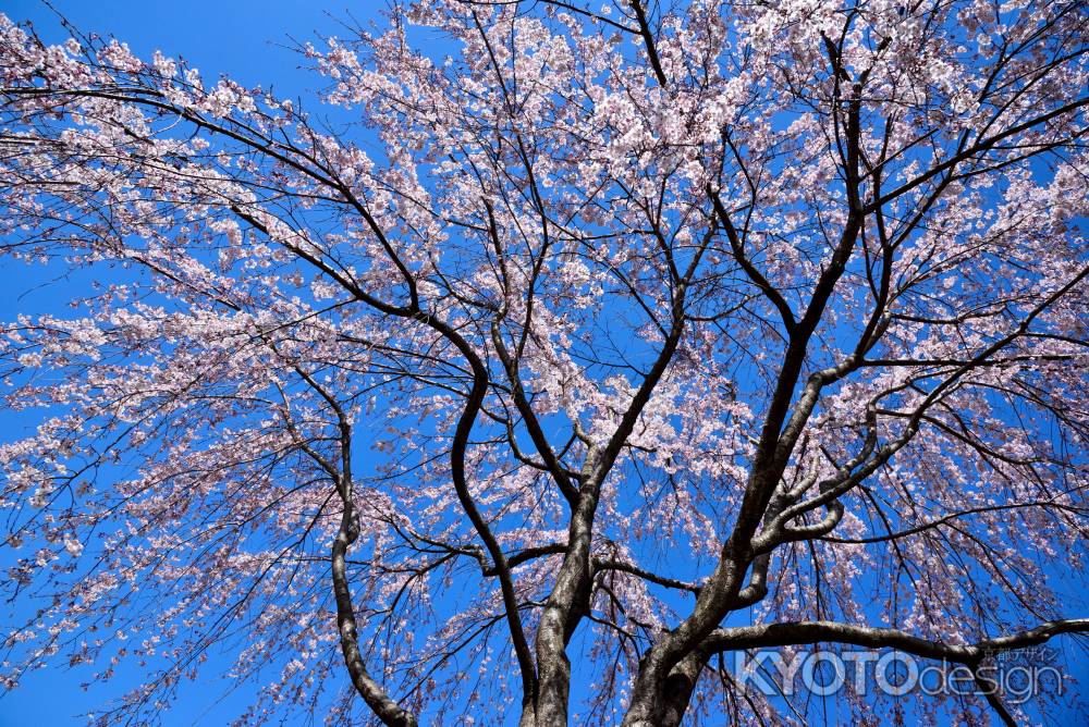 2015醍醐の桜（９）