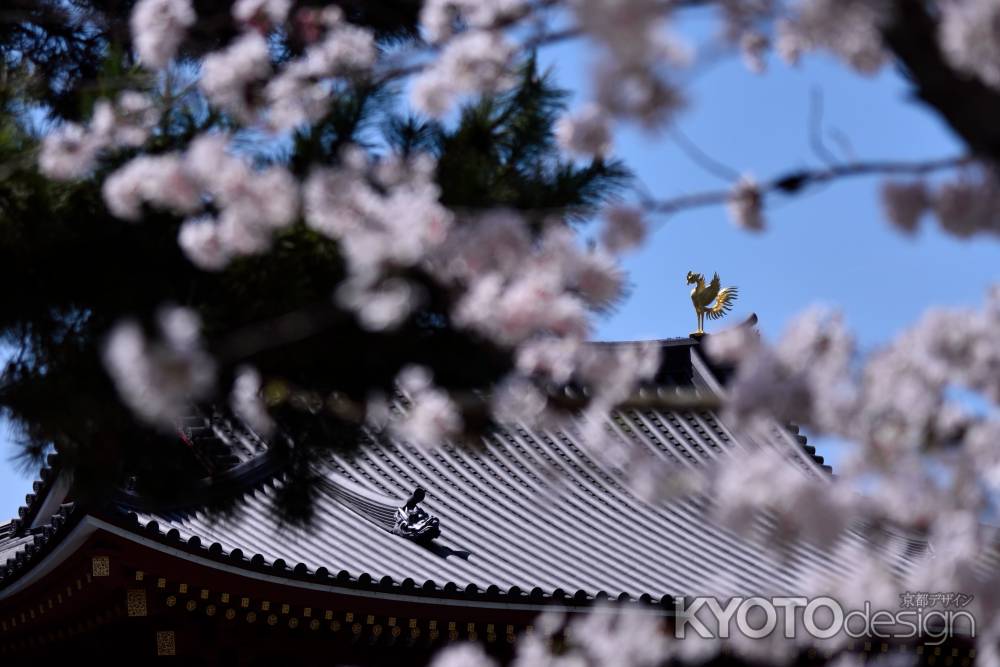 鳳凰と桜