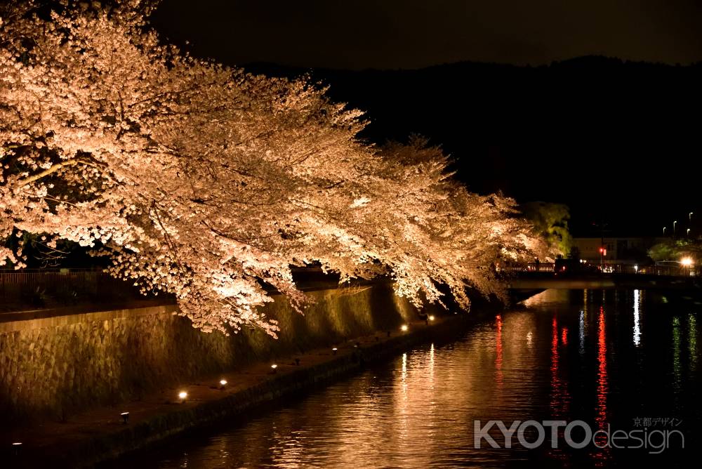 川・夜桜