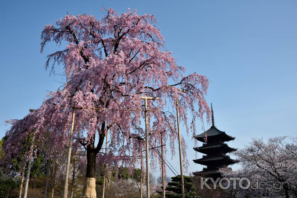 不二桜・東寺