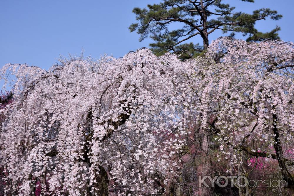 近衛邸跡の桜