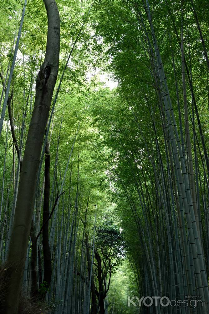 京都・竹林