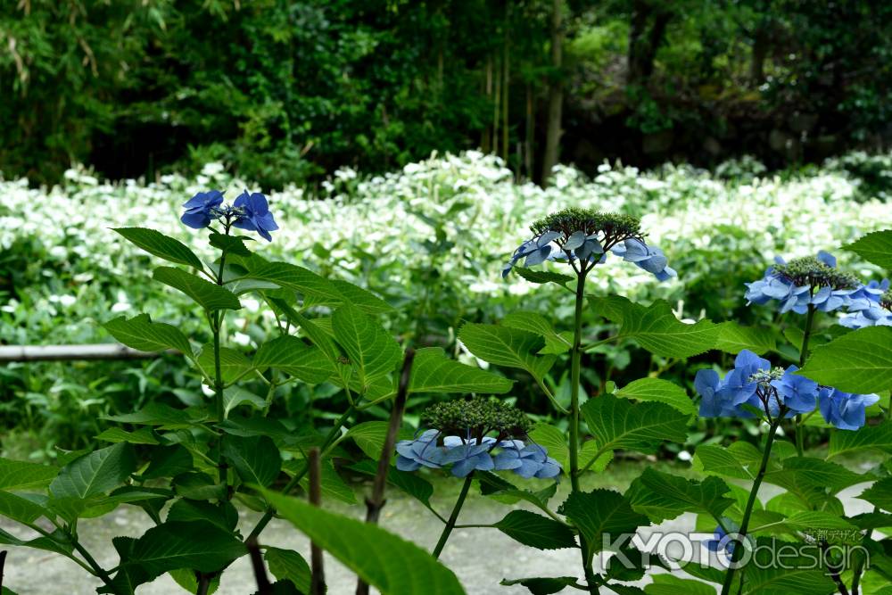 半夏生を背にした紫陽花