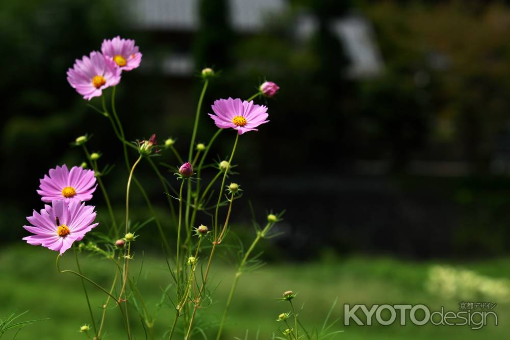 もう・・・秋の始まり