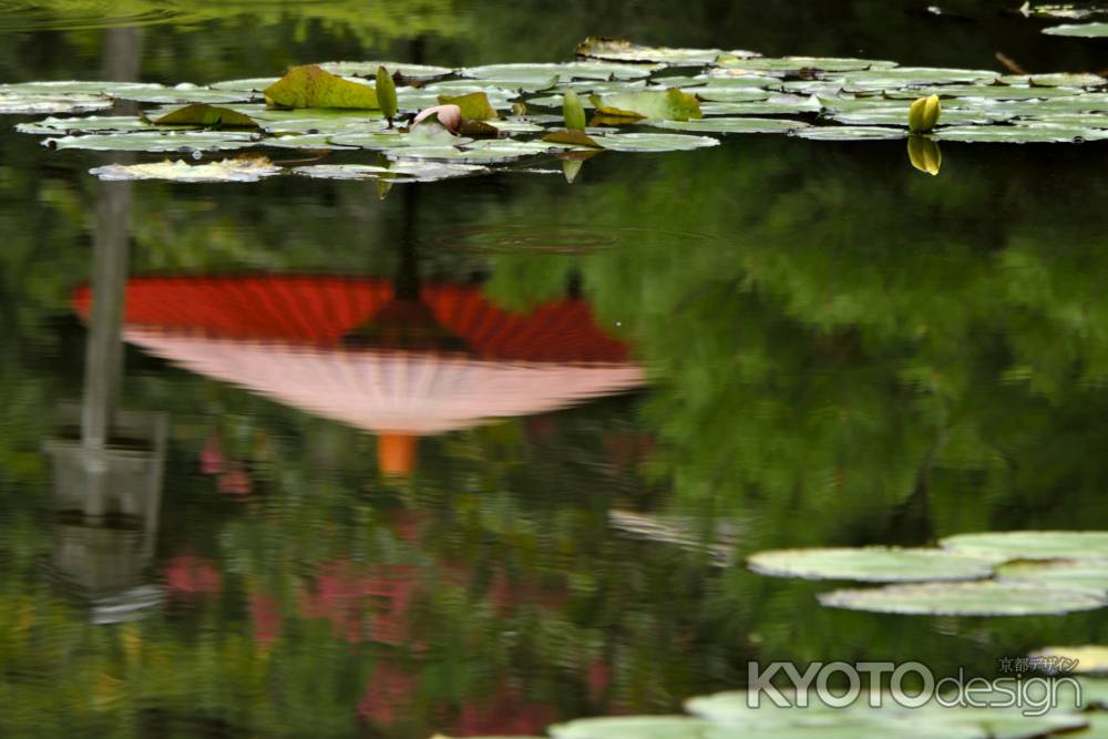 池に映える傘