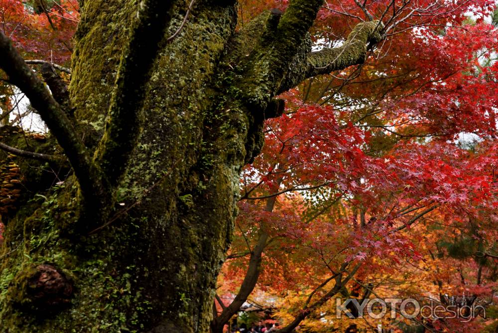 古木と紅葉