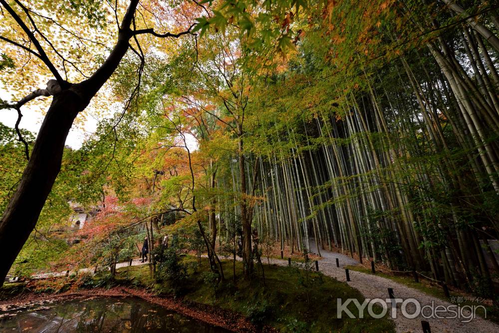 紅葉・竹林