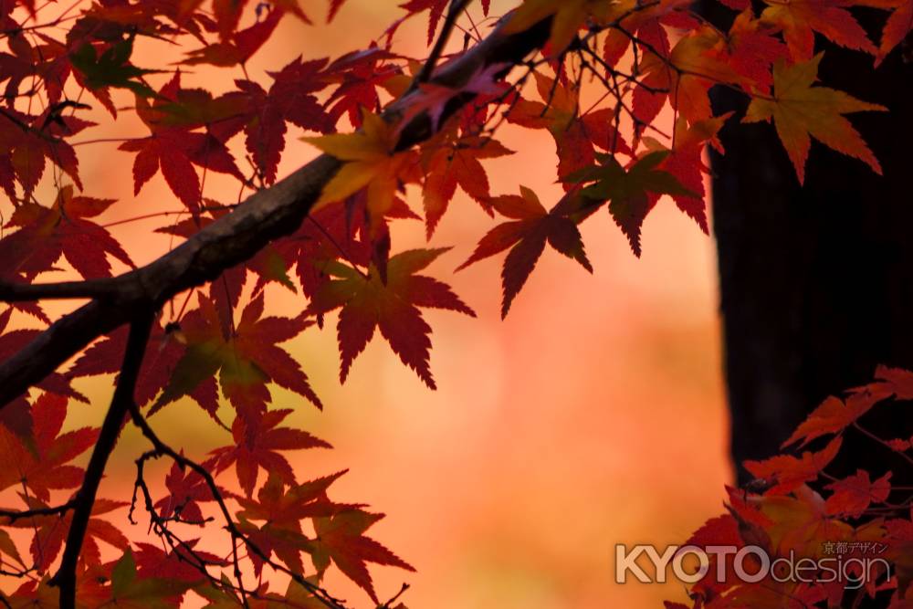 紅葉・煌き