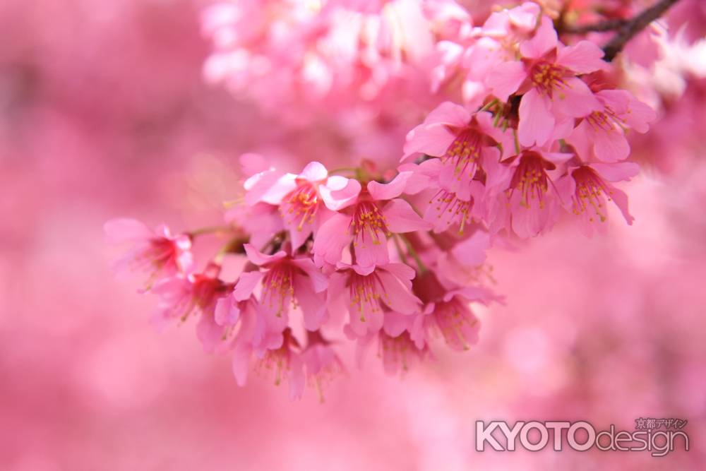 おかめ桜