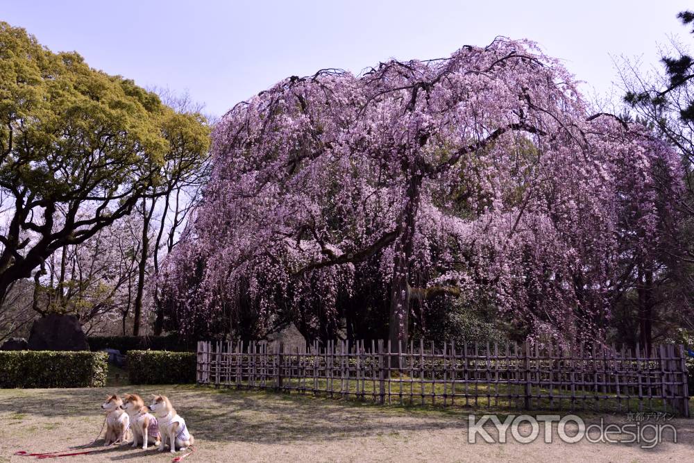 出水の桜を背景に・ワン