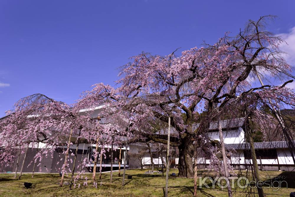 醍醐の桜