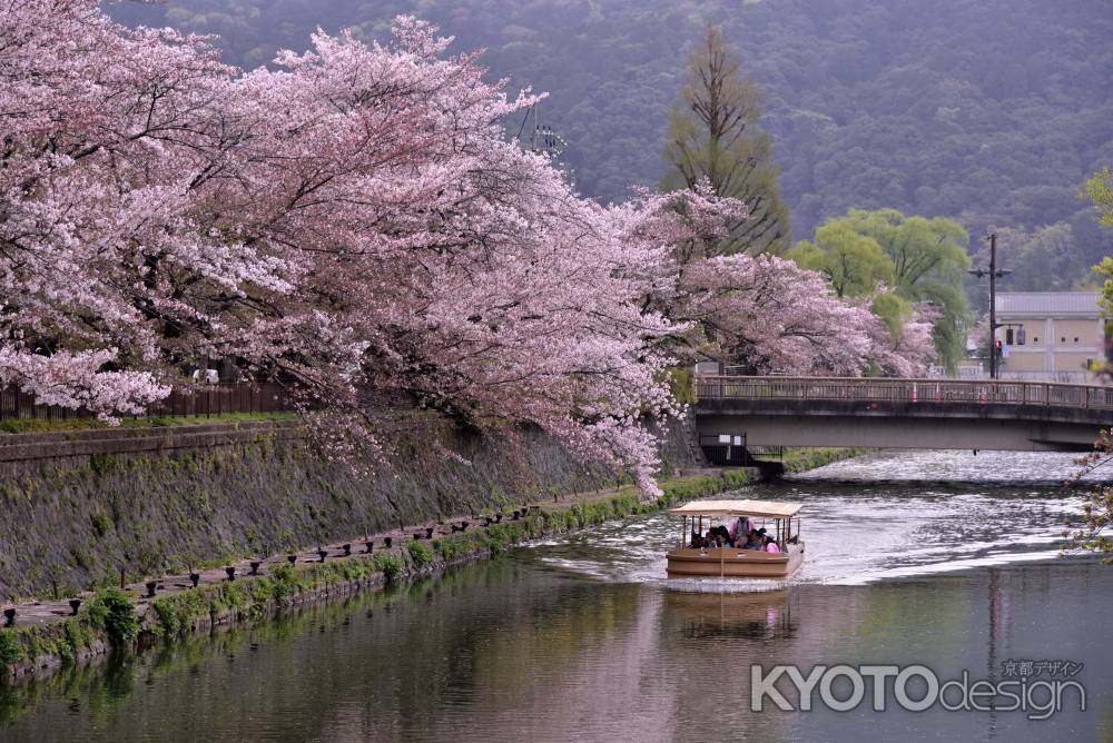 舟で桜見物