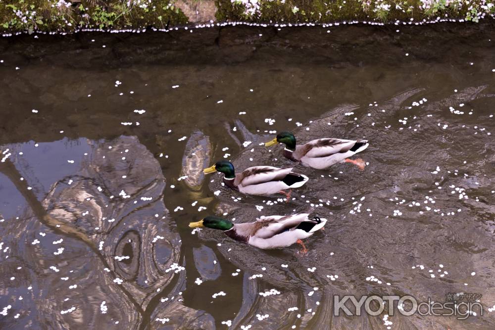 鴨が遊ぶ、流れ桜