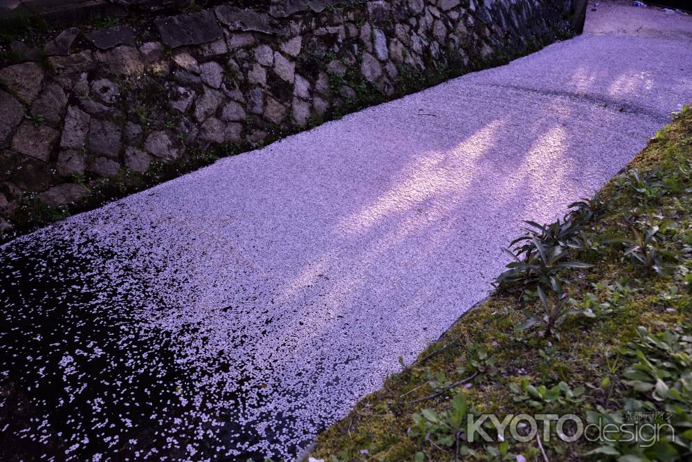 散り桜の川