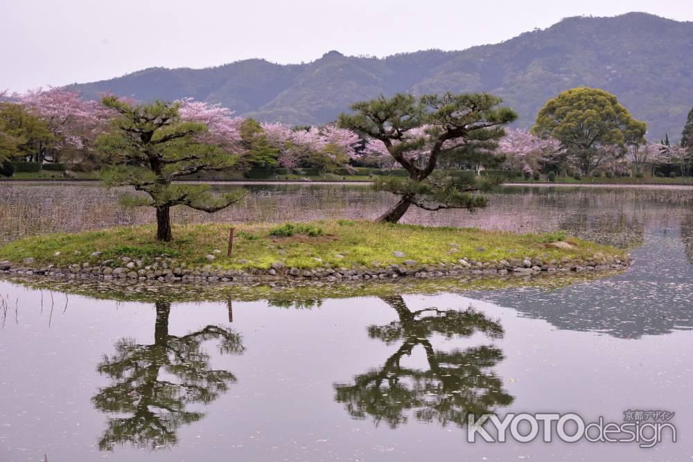 松と桜