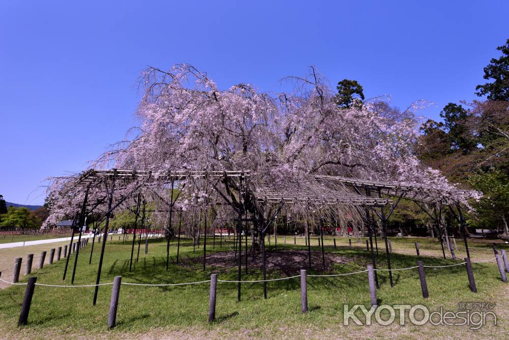 斎王桜