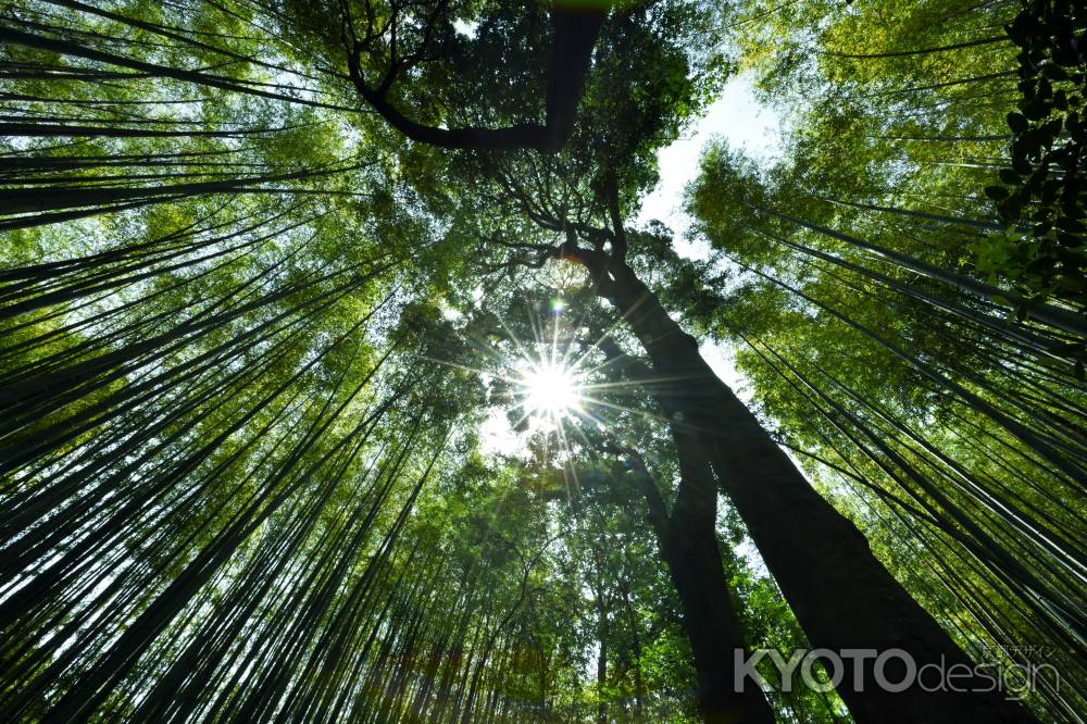 初夏の竹林