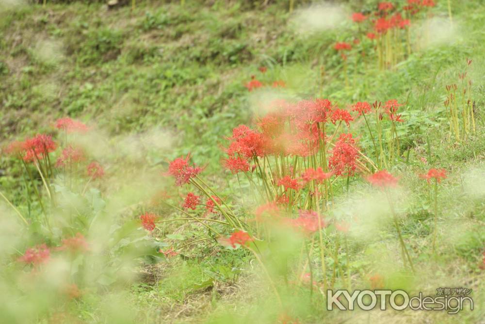 優しい・彼岸花