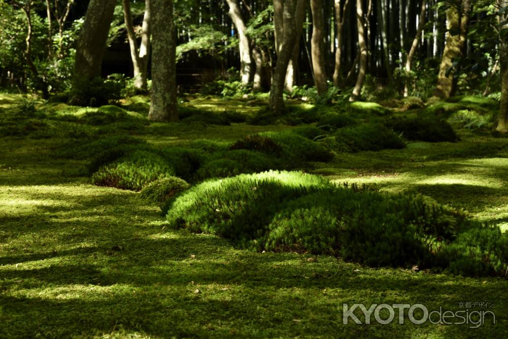 苔の山脈