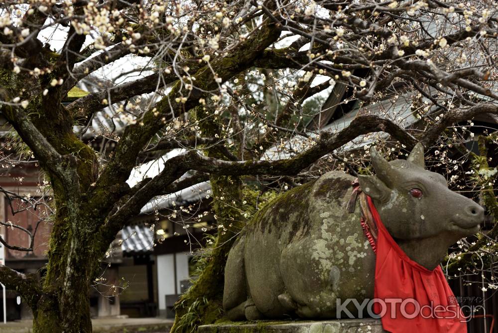 牛・嬉しそう