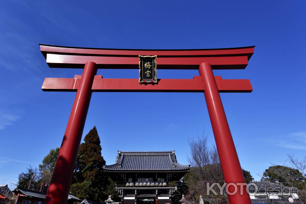 梅宮大社・鳥居