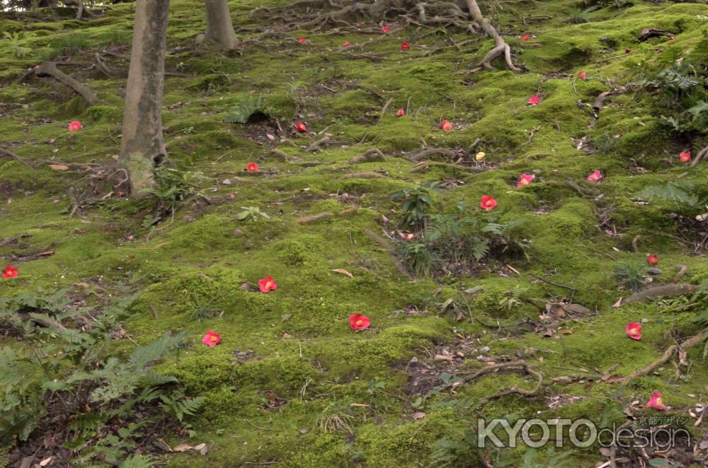 苔に椿