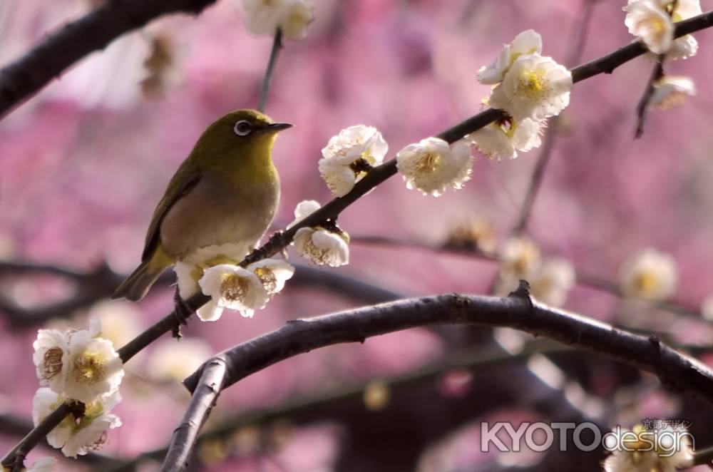 メジロが遊びに・・・