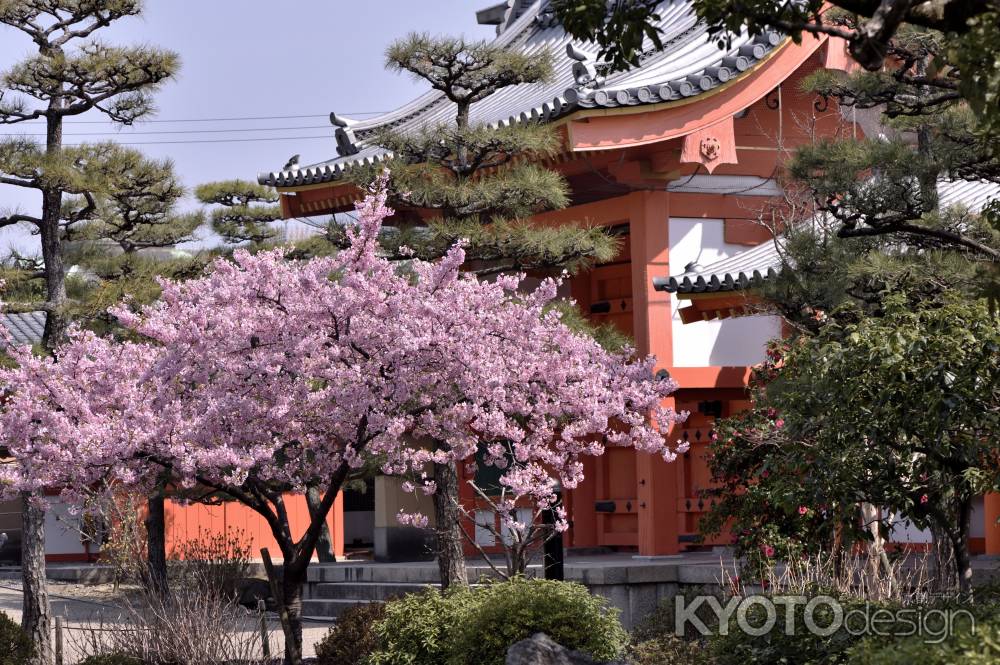 三十三間堂・河津桜