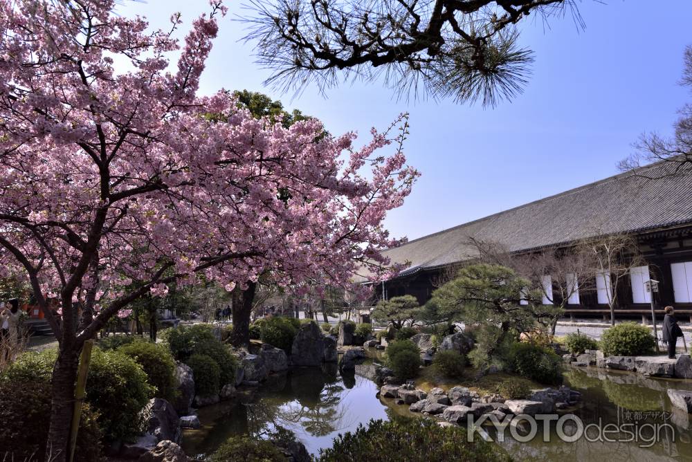 河津桜越しの三十三間堂