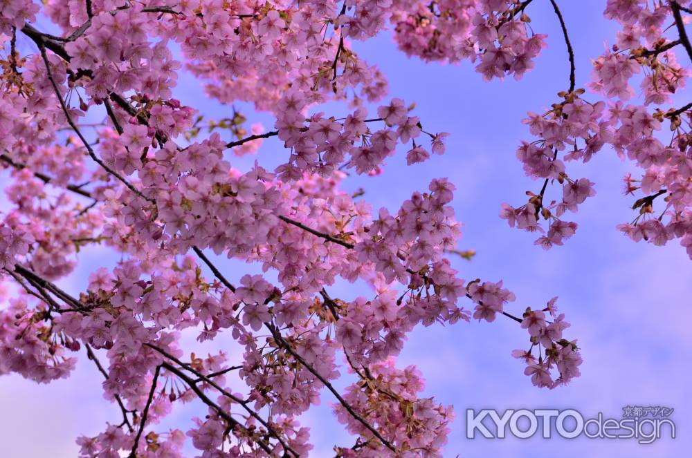 車折神社の河津桜