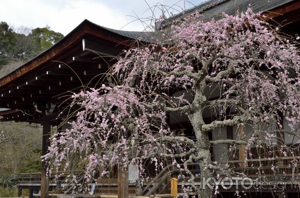 天龍寺の紅梅