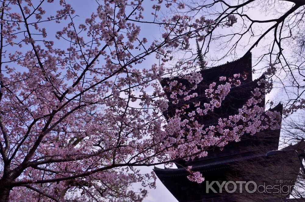 桜と、東寺を見上げて