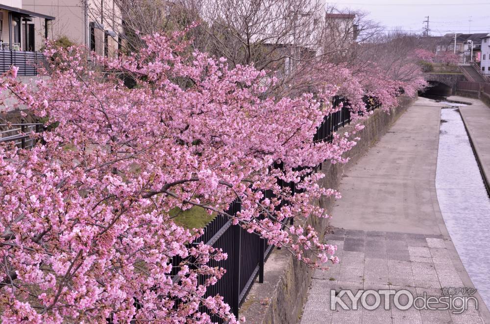 淀水路の河津桜