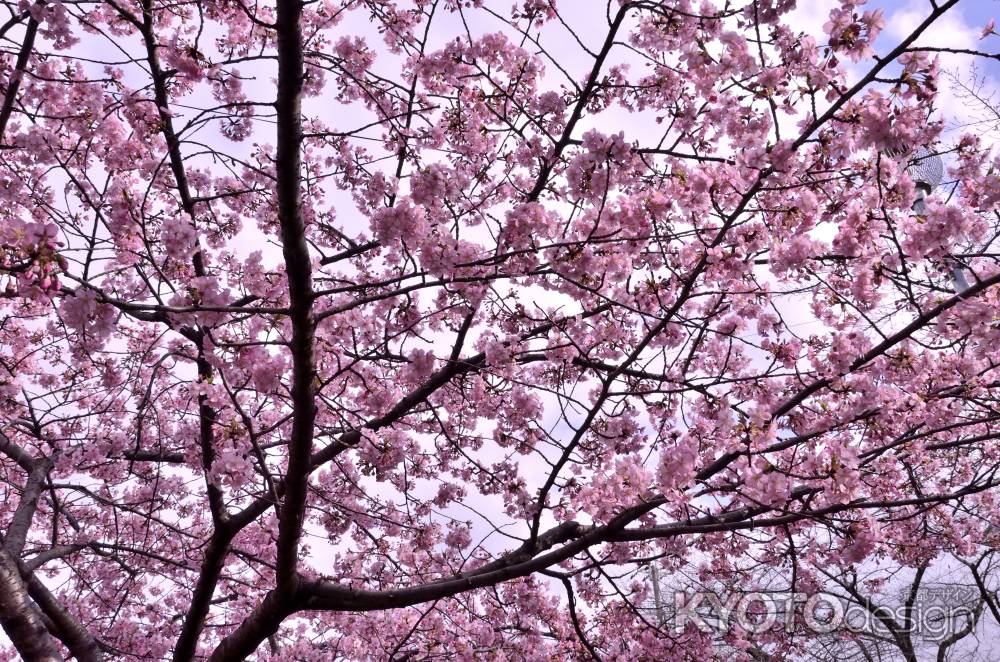 河津桜を見上げて