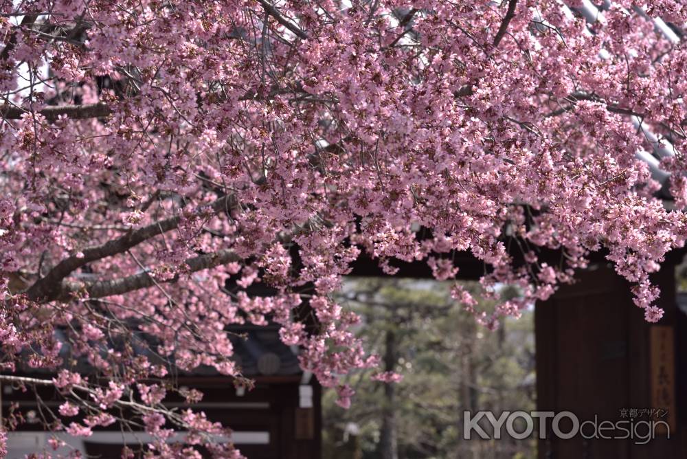 たわわな、おかめ桜